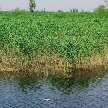 原生态芦苇苗，质量保证，生长环境广，适应河道湖泊潜流湿地