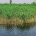 原生态芦苇苗，质量保证，生长环境广，适应河道湖泊潜流湿地