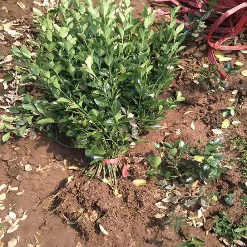 冬青冬青绿化工程用苗大叶黄杨个基地直销