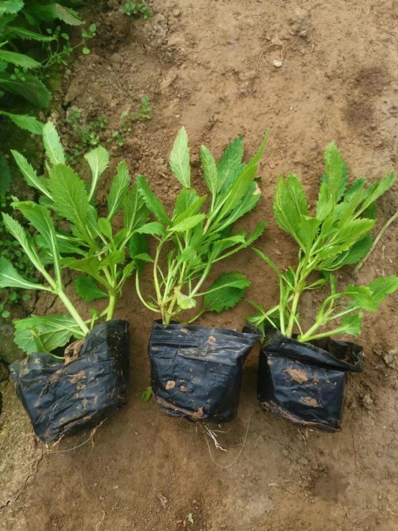 柳叶马鞭草多年生马鞭草基地直供量大优惠