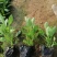 柳叶马鞭草多年生马鞭草基地直供量大优惠