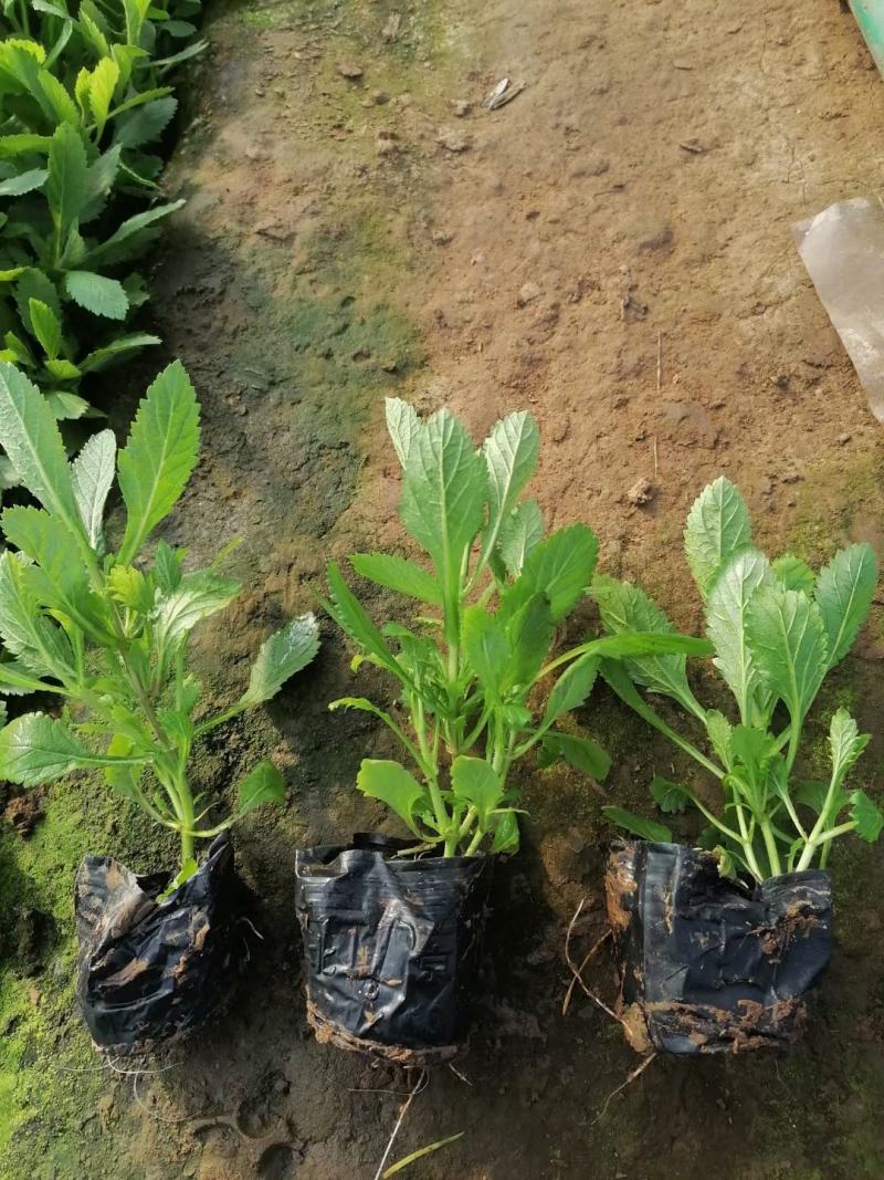 柳叶马鞭草多年生马鞭草基地直供量大优惠