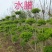 三分枝水蜡、河南水蜡、水蜡苗种植销售、鄢陵县水蜡基地