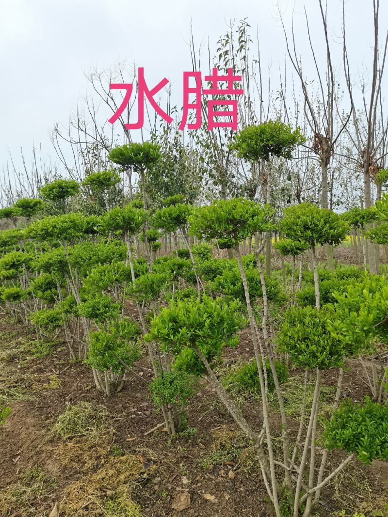 三分枝水蜡、河南水蜡、水蜡苗种植销售、鄢陵县水蜡基地
