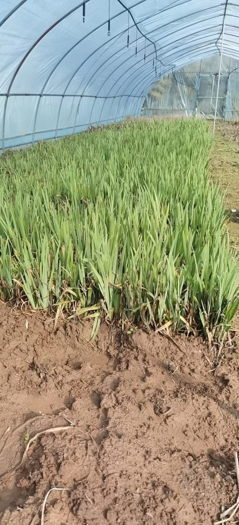 蓝花鸢尾苗马兰花苗庭院别墅花园植物地栽蝴蝶兰苗