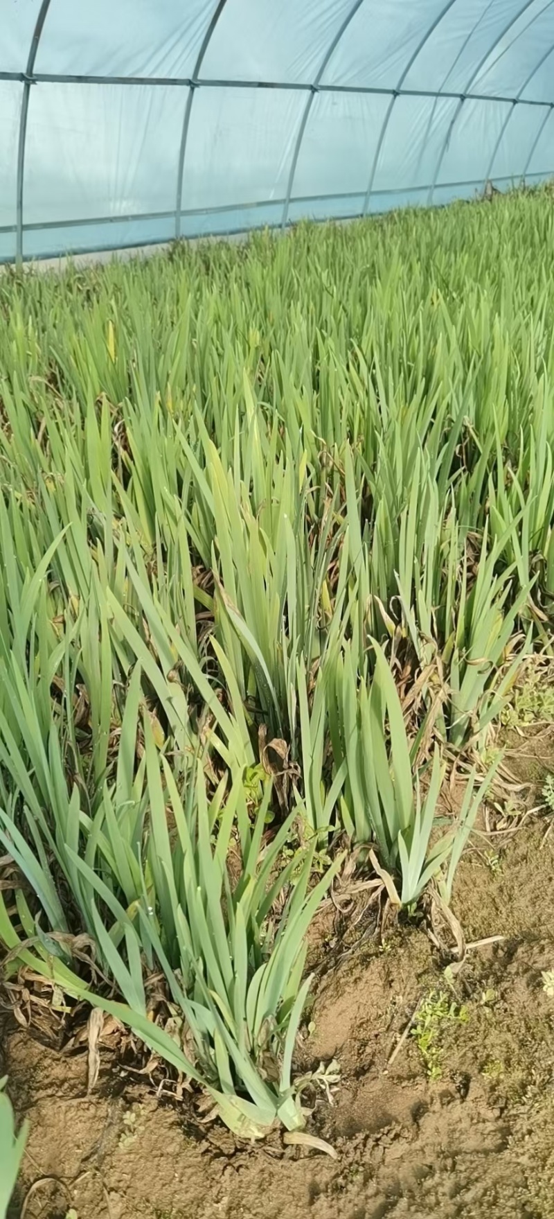 蓝花鸢尾苗马兰花苗庭院别墅花园植物地栽蝴蝶兰苗