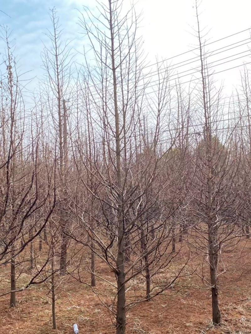 水杉树衫树工程水衫，基地直销、规格齐全。