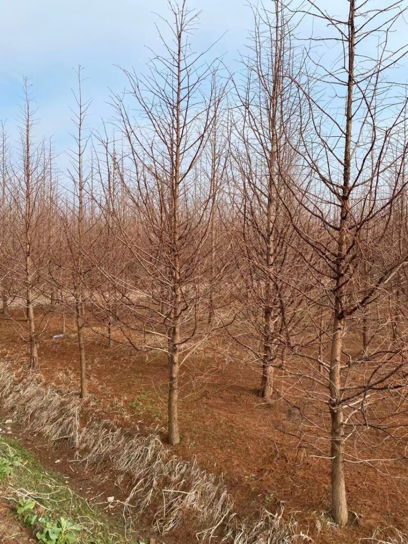 水杉树衫树工程水衫，基地直销、规格齐全。