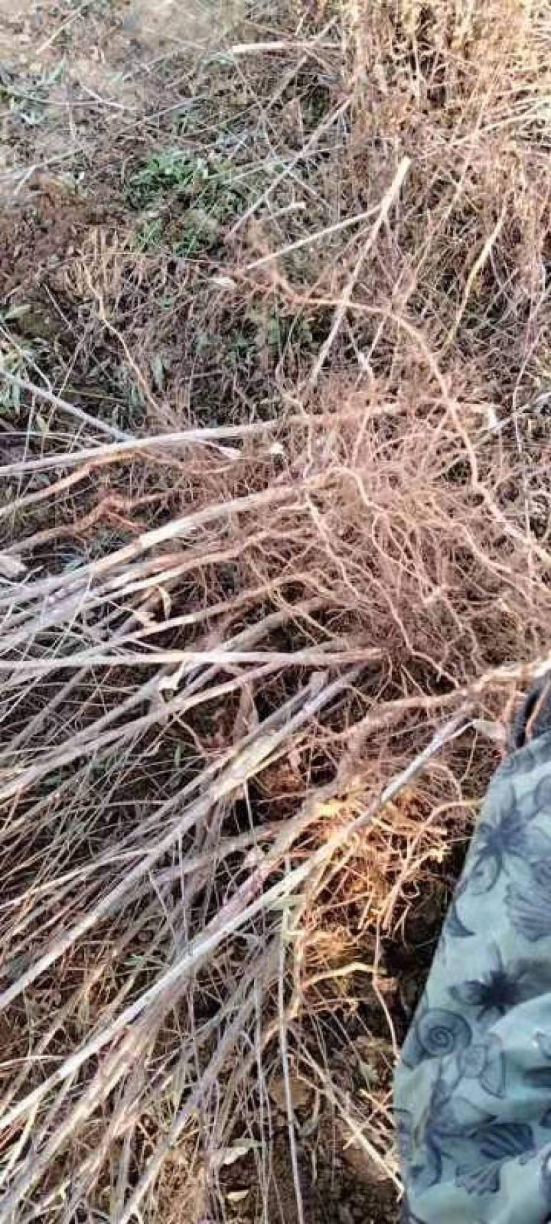 珍珠枣油桃苗现挖现卖提供技术指导欢迎选购！