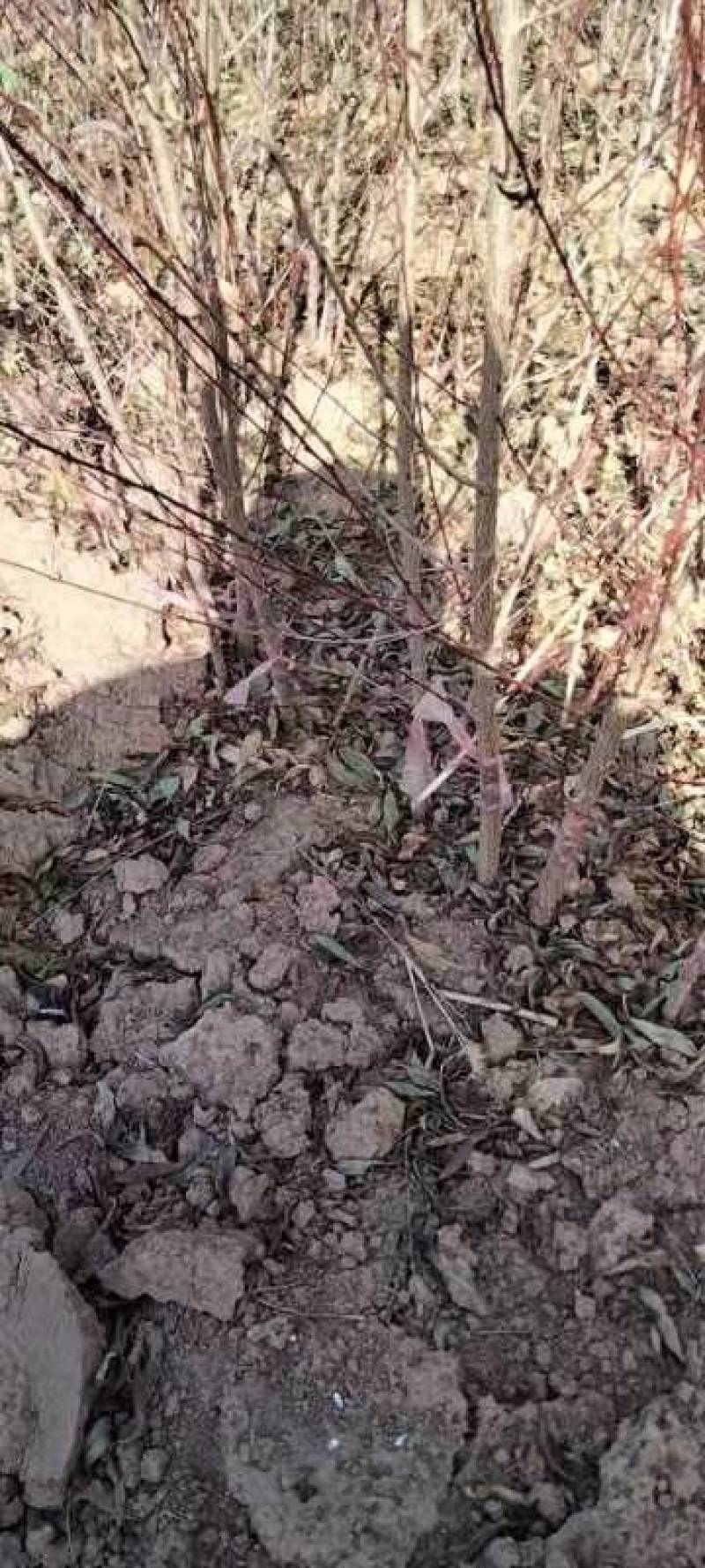 珍珠枣油桃苗现挖现卖提供技术指导欢迎选购！