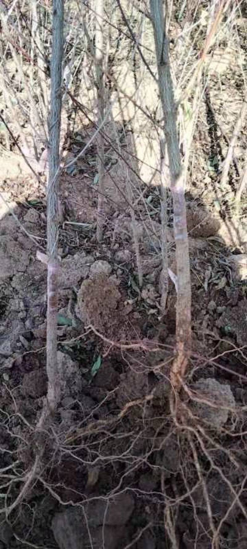珍珠枣油桃苗现挖现卖提供技术指导欢迎选购！