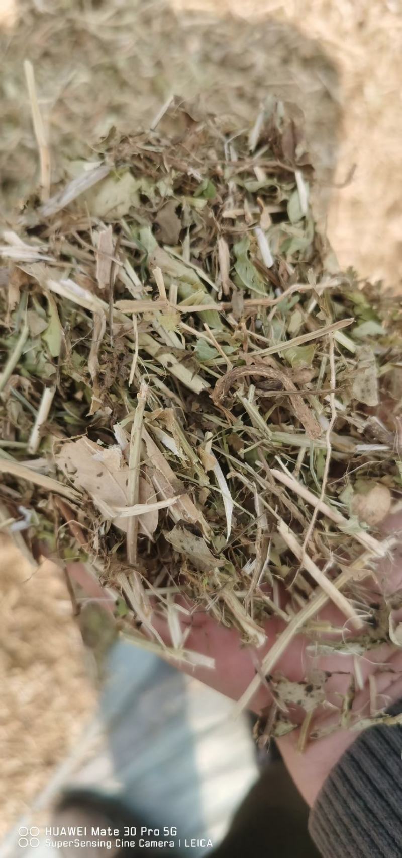 优质花生秧
