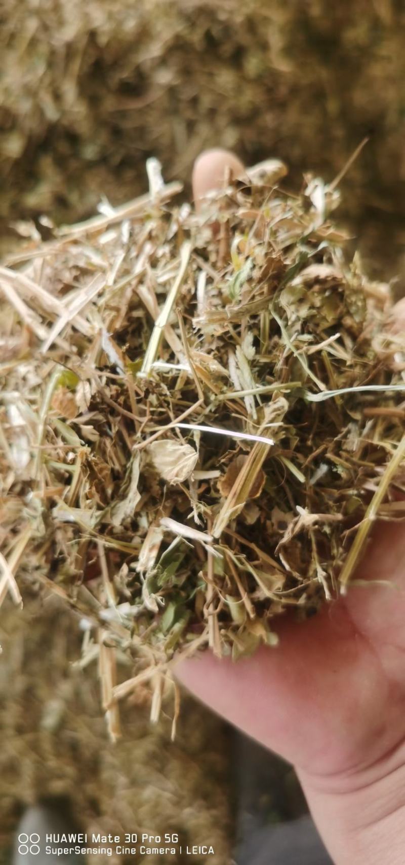 优质花生秧