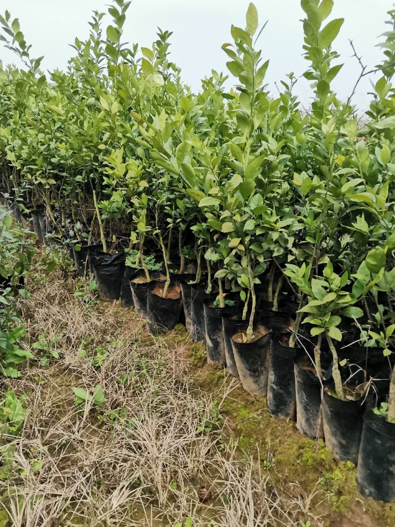 皇帝柑苗，贡柑苗，品种保证，假一赔十，免费提供种植技术
