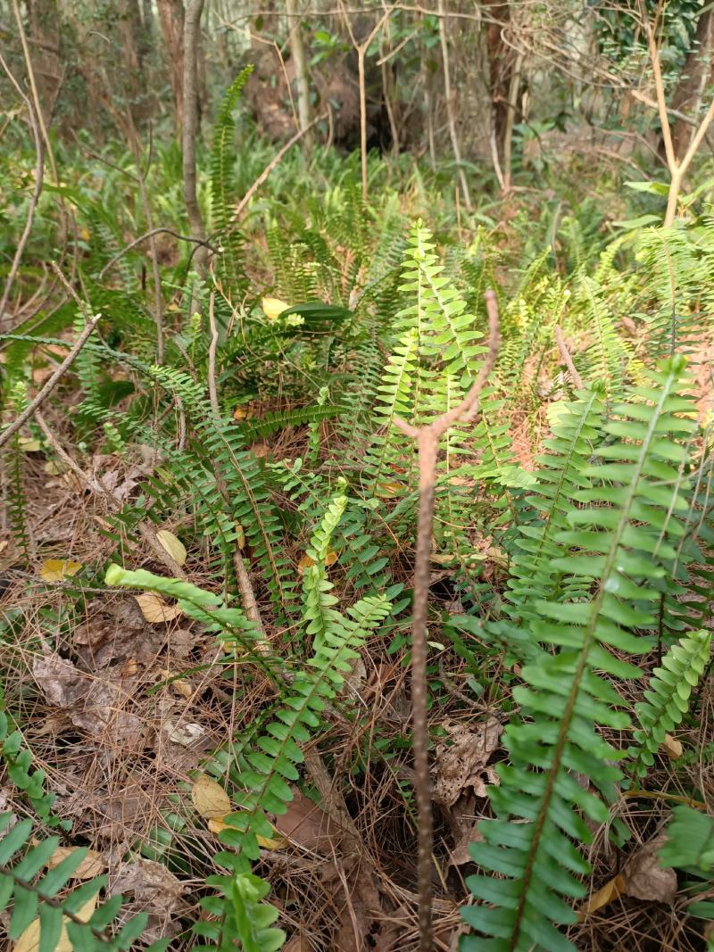 肾蕨排骨草20-50
