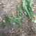 肾蕨排骨草20-50