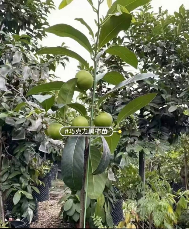 巧克力黑柿苗，果苗感兴趣的话可以联系我
