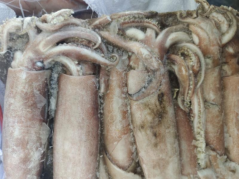 北朝鱿鱼，300-400克标价实价，圆管，鱿鱼，船冻鱿鱼