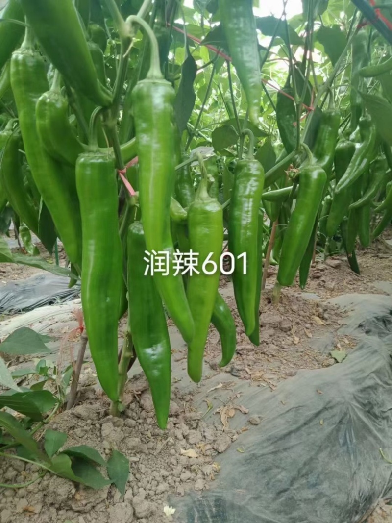 润辣601青皮大尖椒种子小叶片大果型羊角椒种子青果深绿色