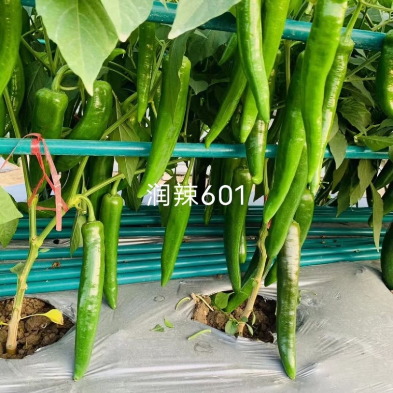 润辣601青皮大尖椒种子小叶片大果型羊角椒种子青果深绿色