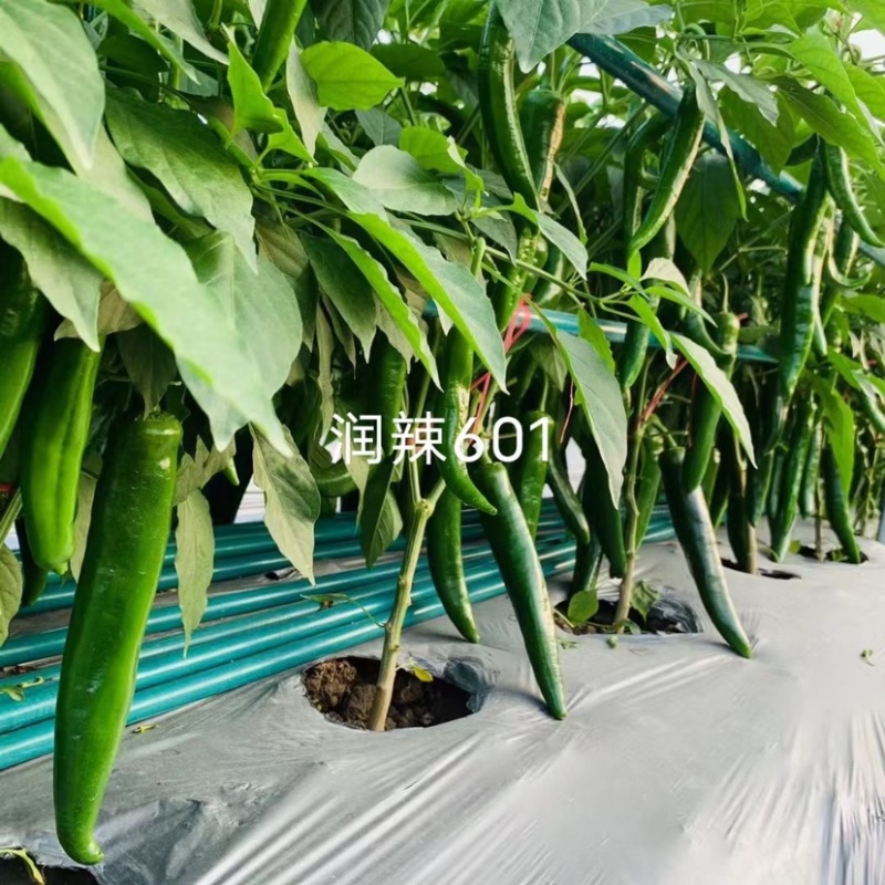 润辣601青皮大尖椒种子小叶片大果型羊角椒种子青果深绿色