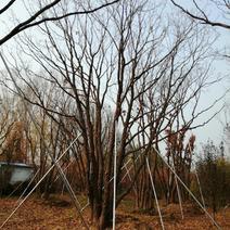 丛生蒙古栎，5米至10米，假植苗，4年以上的。