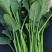 菠菜大量精品供应要的联系