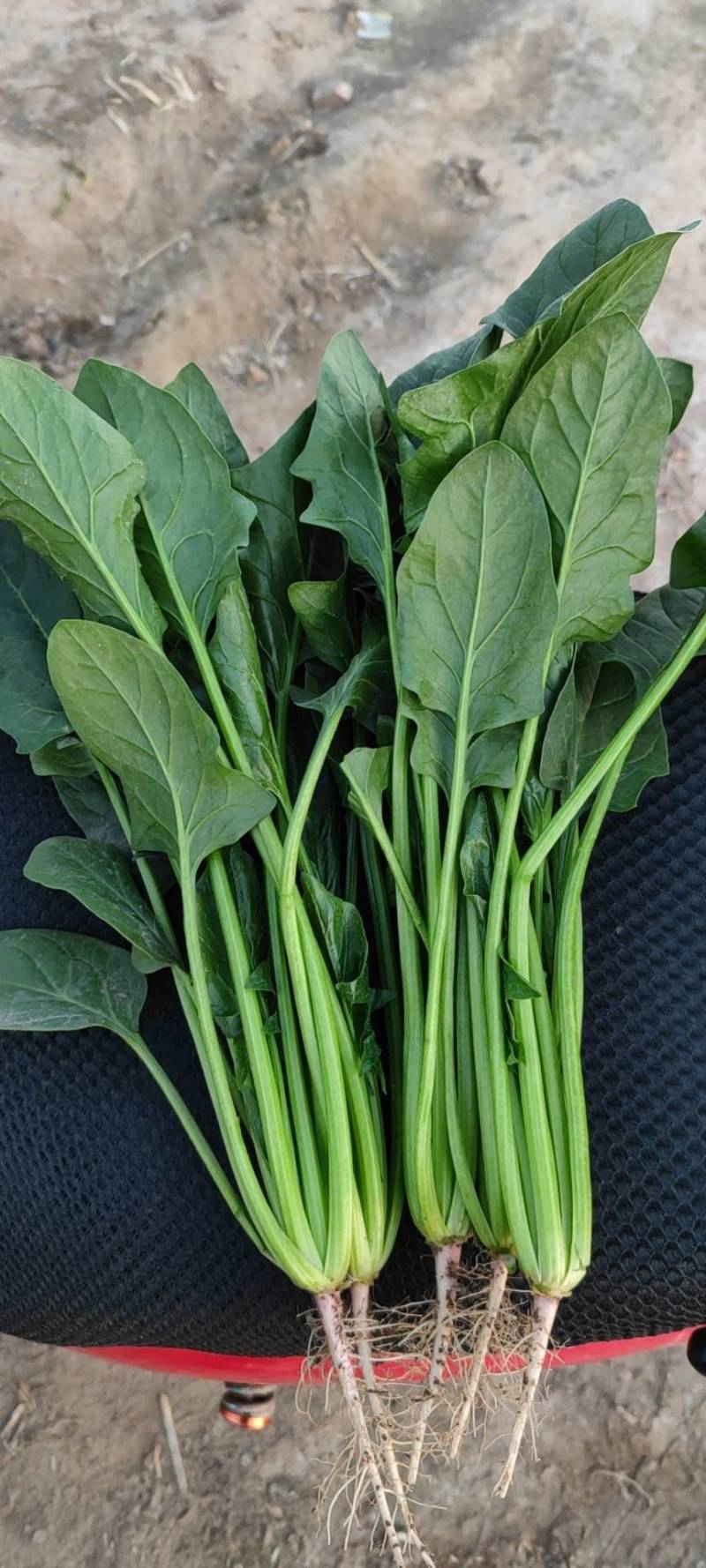 菠菜大量精品供应要的联系