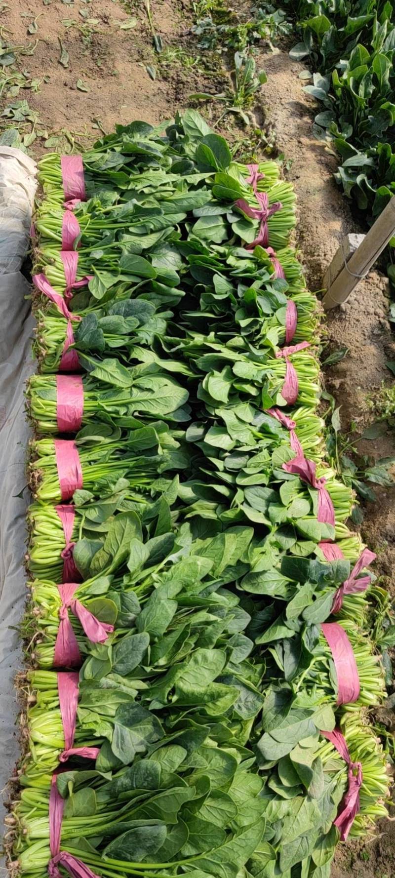 菠菜大量精品供应要的联系