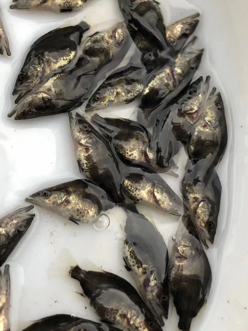 【基地直销全国送货】鳜鱼桂花鱼苗抗病能力强
