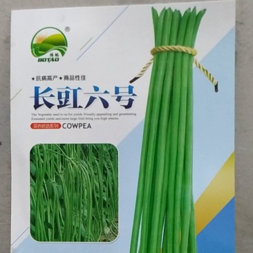 长豆角六号豆角种子抗病结荚多条形顺直无鼠尾耐光化小叶片