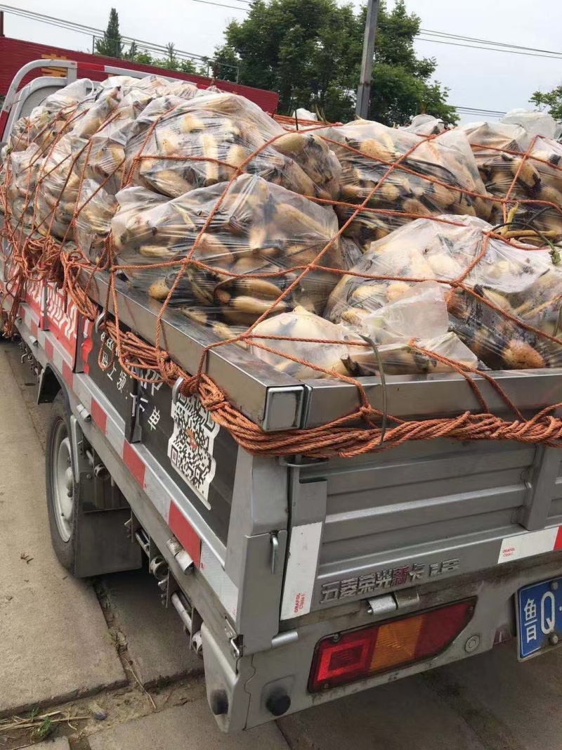 食用莲藕种苗种根池塘高产大型食用莲藕荷花苗食用观赏藕苗莲