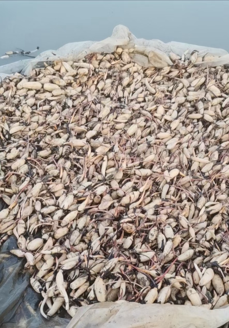 食用莲藕种苗种根池塘高产大型食用莲藕荷花苗食用观赏藕苗莲