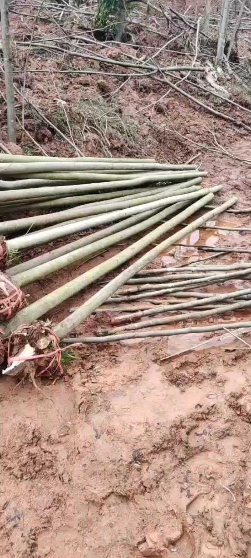 湖南栾树，出售米径6公分
