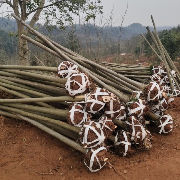 湖南栾树，出售米径6公分