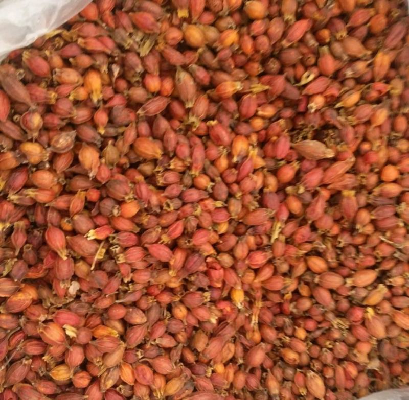 振兴药材批发供应栀子规格齐全产地直供一手货源全国发货