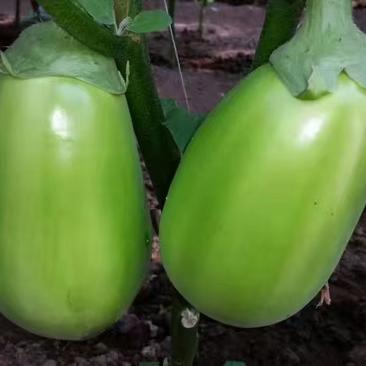 青茄子种子籽少耐老化果重1000克左右抗病