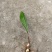 毛慈菇苗出售，贵州野生品种苗，净籽白净，单株产量高