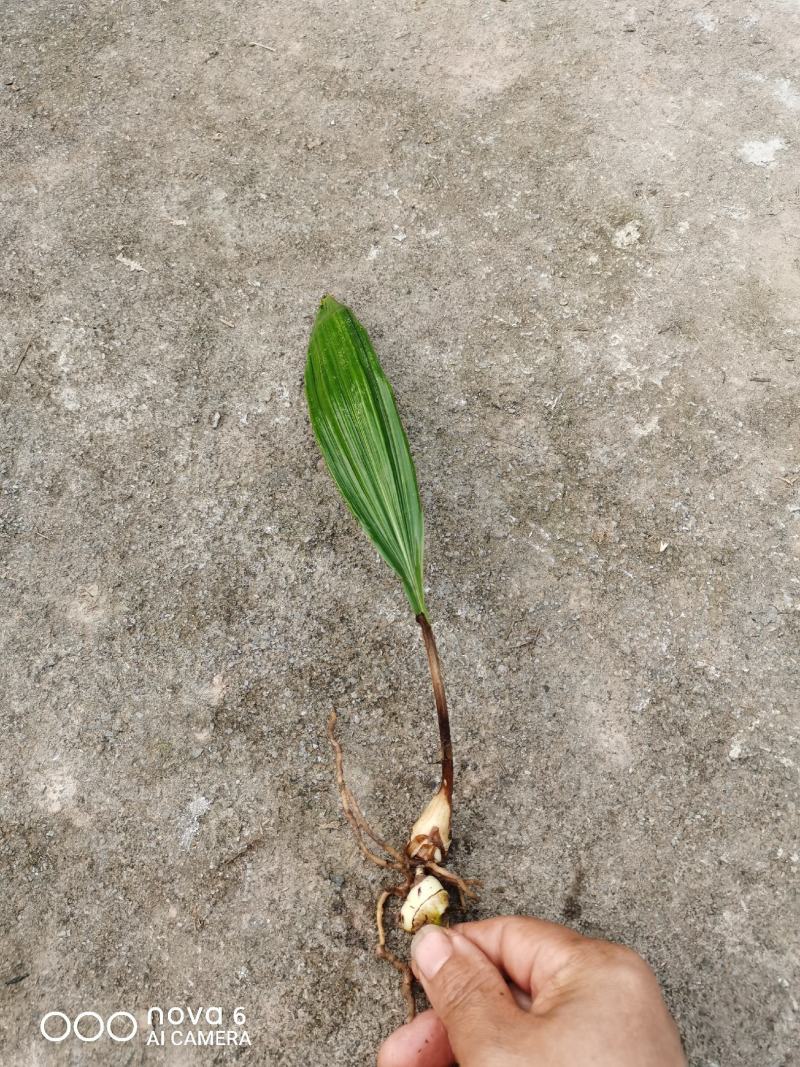 毛慈菇苗出售，贵州野生品种苗，净籽白净，单株产量高