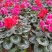 年宵花仙客来等花卉大量批发，基地直供，欢迎来电咨询
