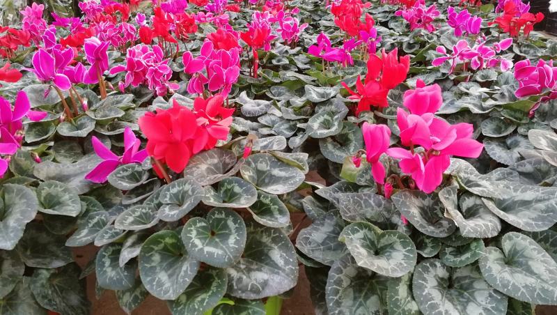年宵花仙客来等花卉大量批发，基地直供，欢迎来电咨询