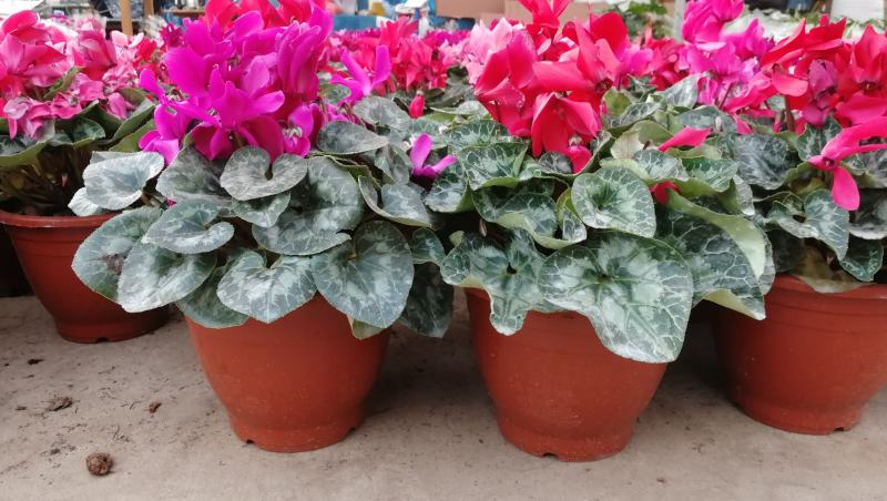 年宵花仙客来等花卉大量批发，基地直供，欢迎来电咨询