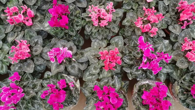 年宵花仙客来等花卉大量批发，基地直供，欢迎来电咨询