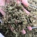 伸筋草舒筋草狮子草无硫新货中药材