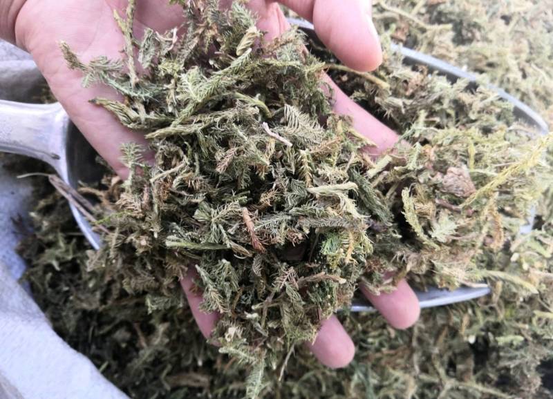 伸筋草舒筋草狮子草无硫新货中药材