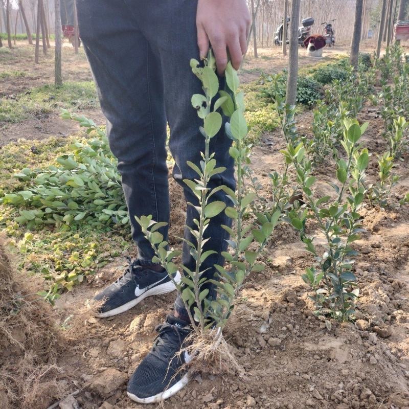 大叶黄杨(绿化苗木黄杨苗，冬青树苗小乔木)