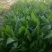 【促销价】食叶草种子蛋白草基地优选良种可提供育苗服务