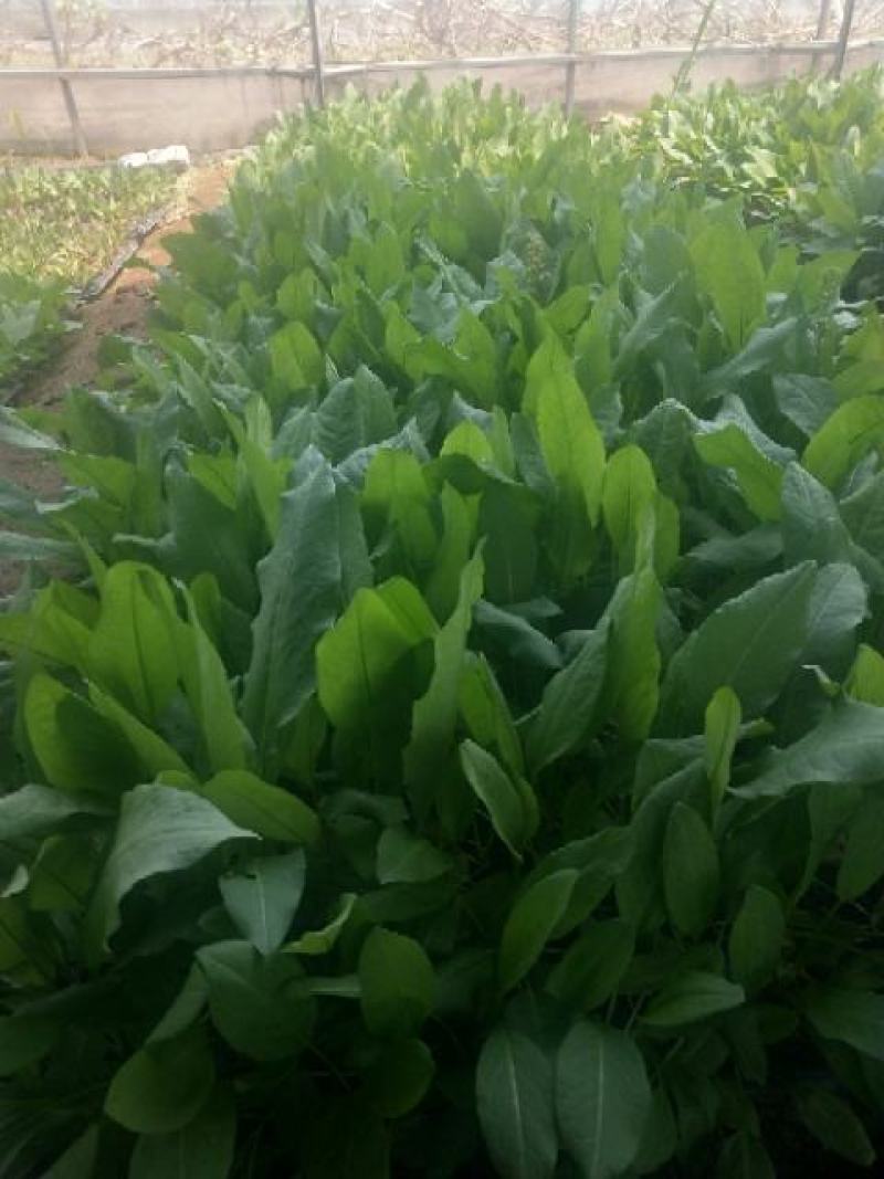 【促销价】食叶草种子蛋白草基地优选良种可提供育苗服务