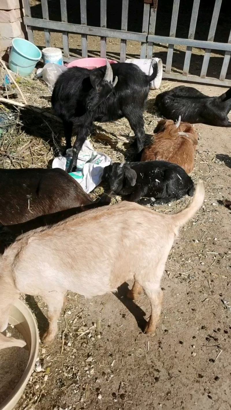 黑山羊，生长速度快，抗病毒强，产量高