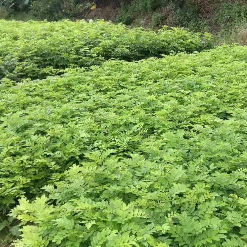 火棘苗